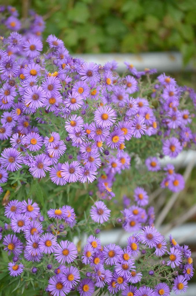 Asters