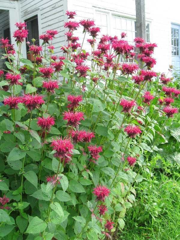 Bee Balm