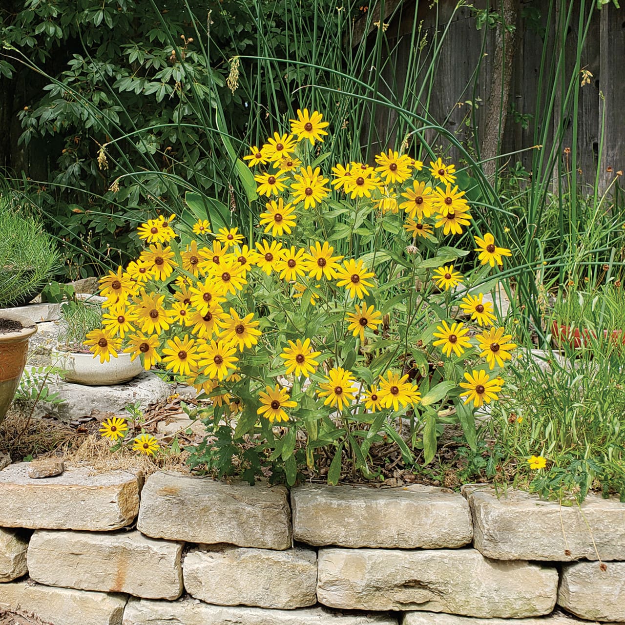 Black-Eyed Susan