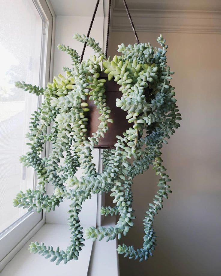 Burros Tail