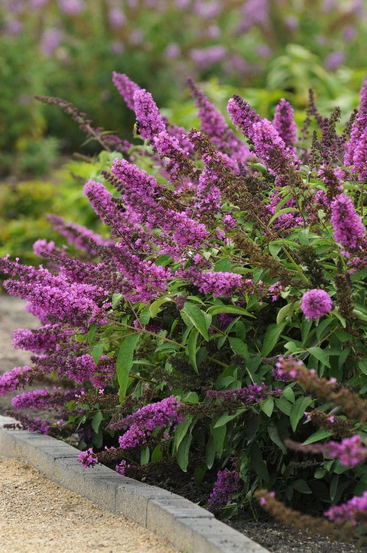 Butterfly Bush