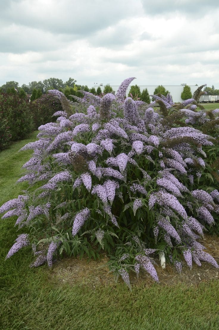 Butterfly Bush