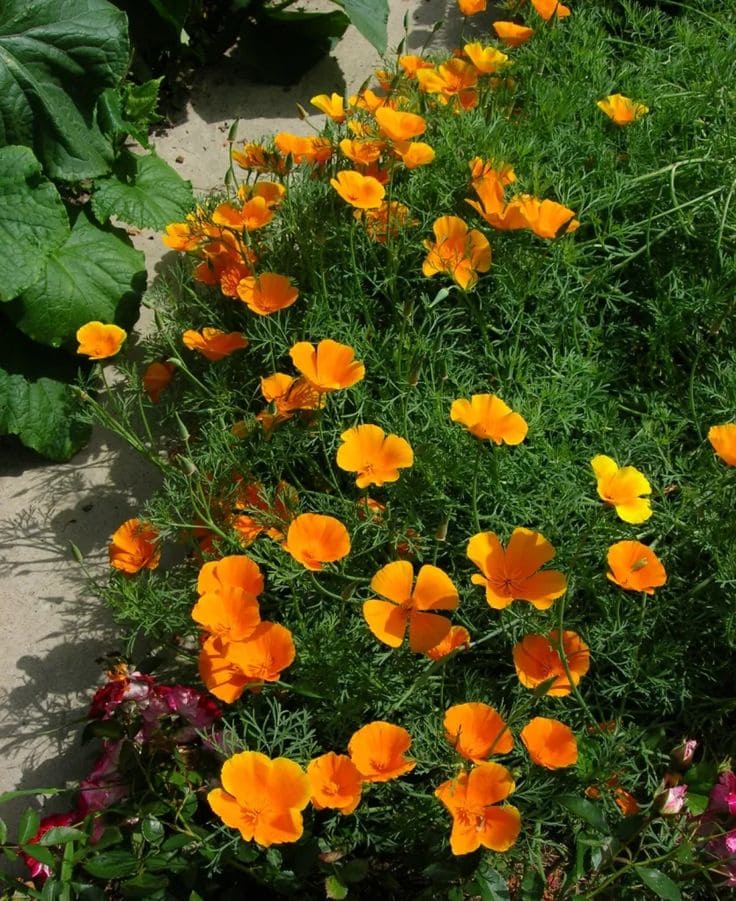 California Poppy