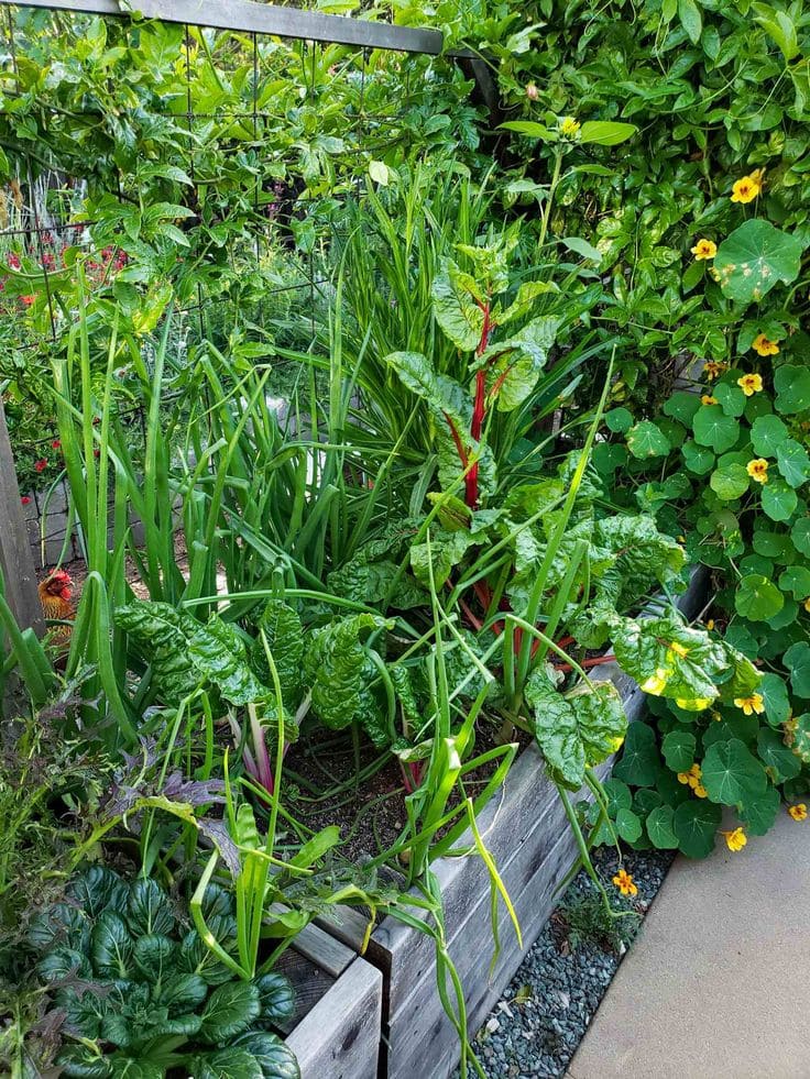 Chard and Beans