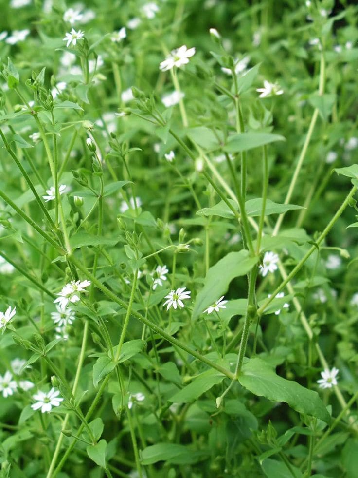 Chickweed