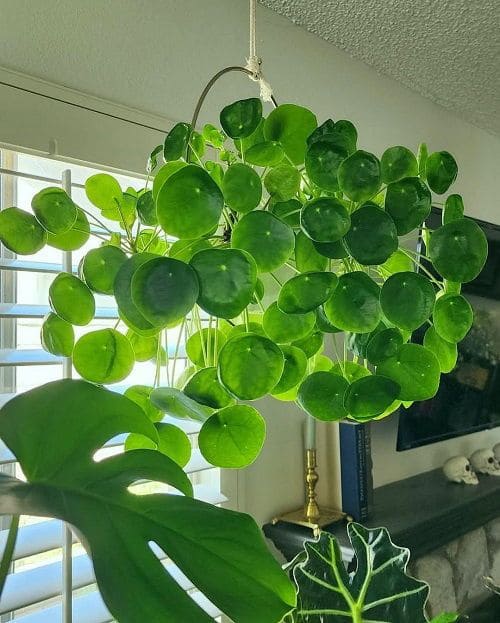 Chinese Money Plant