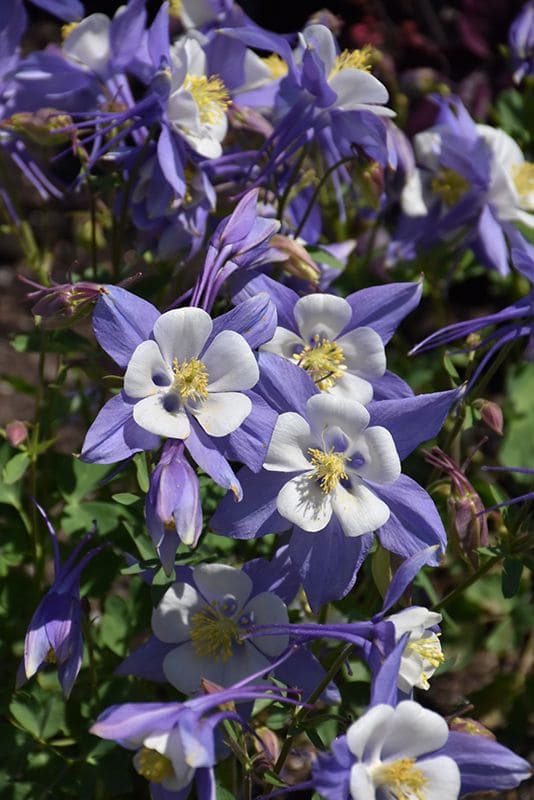 Columbine