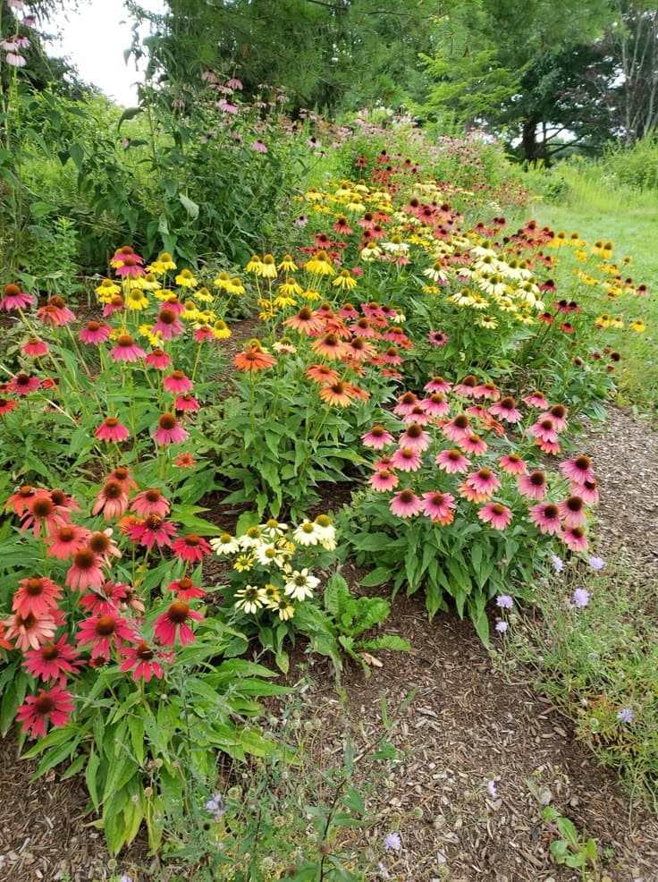 Coneflower