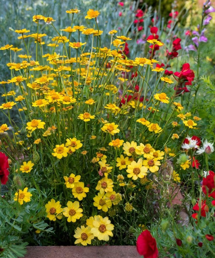 Coreopsis