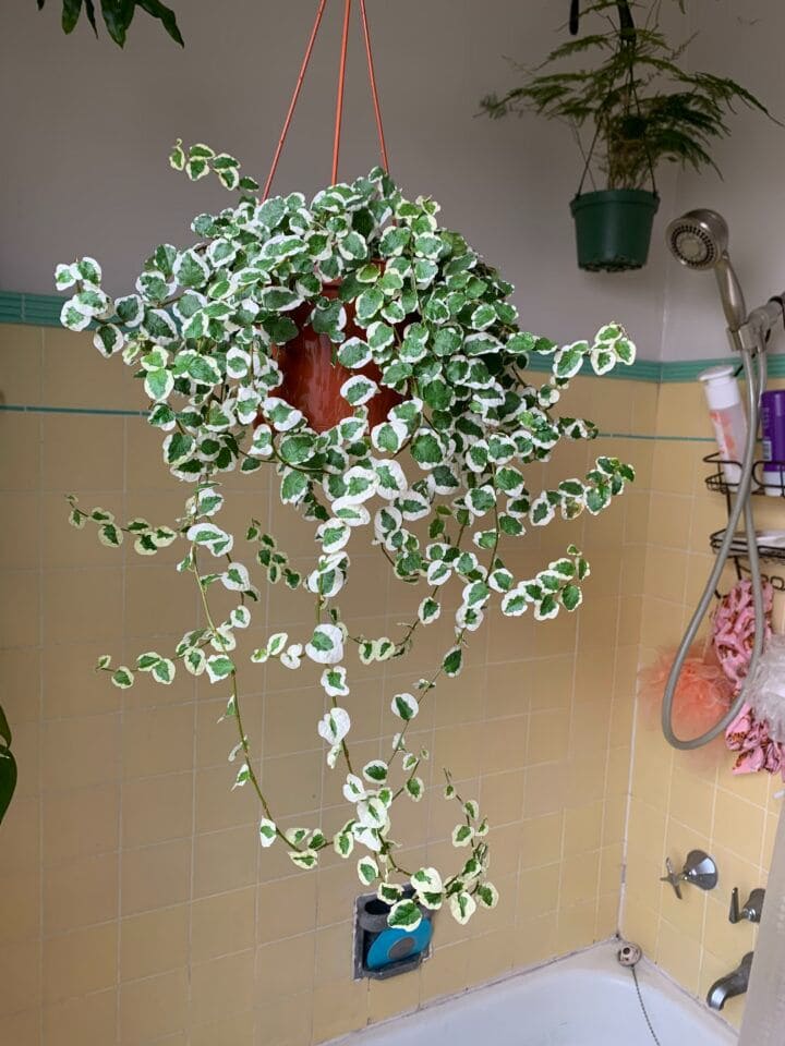 Creeping Fig