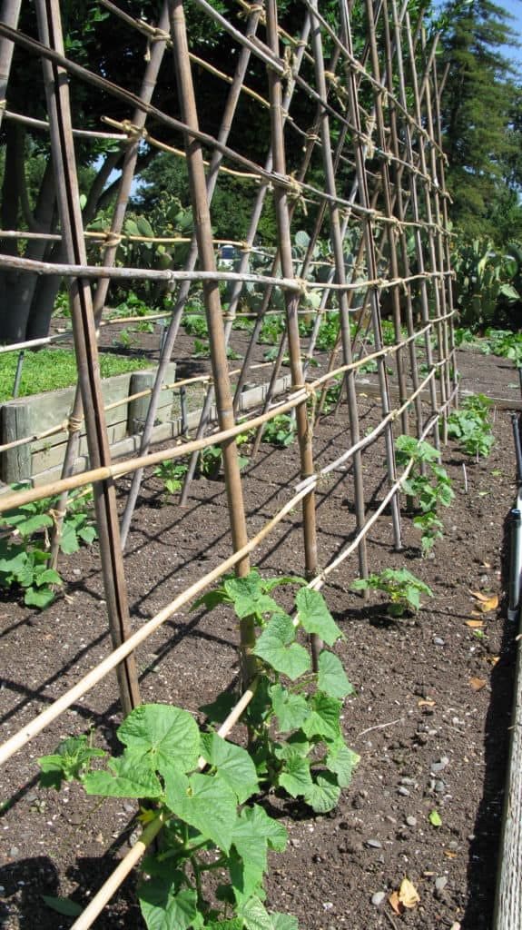 Cucumbers and Beans