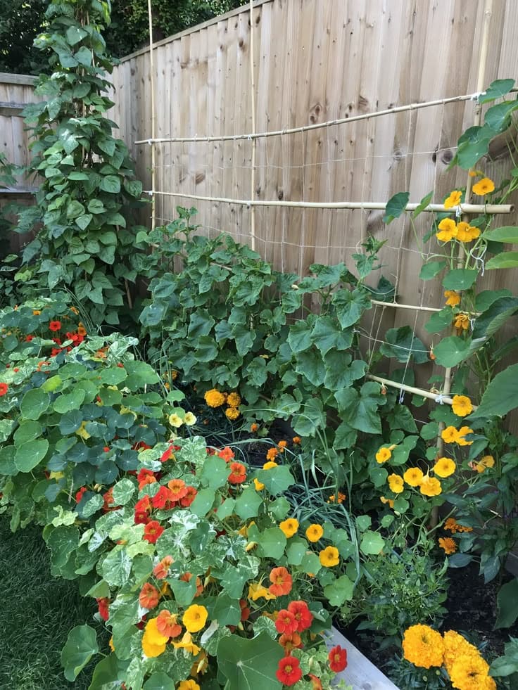 Cucumbers and Nasturtiums