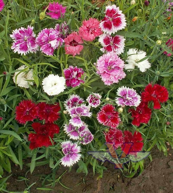 Dianthus