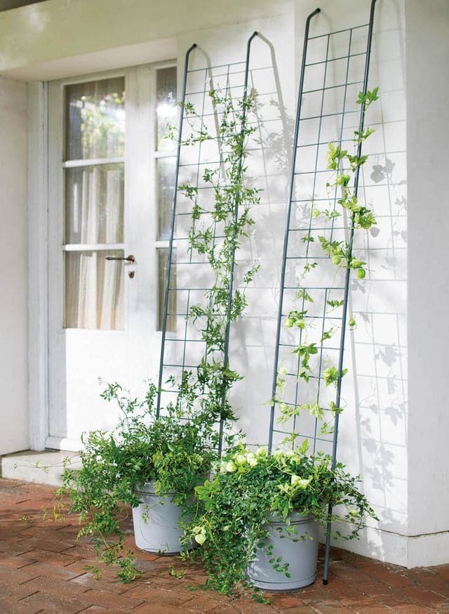 Elegant Upcycled Ladder Plant Trellis
