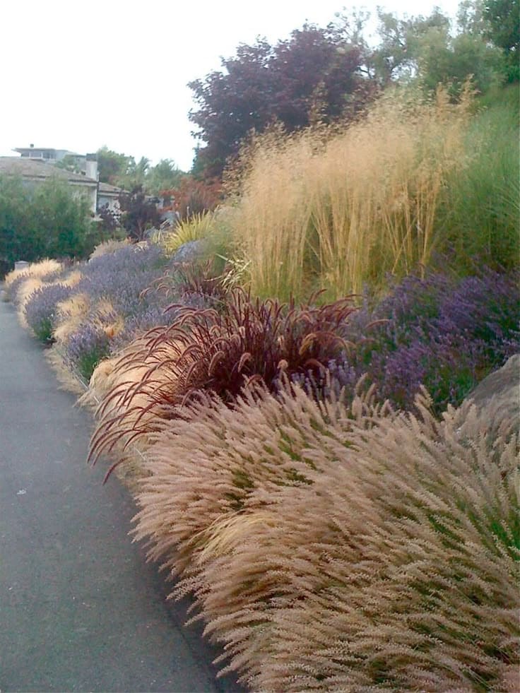 Enchanting Pathway Lined with Flowing Ornamental Grasses