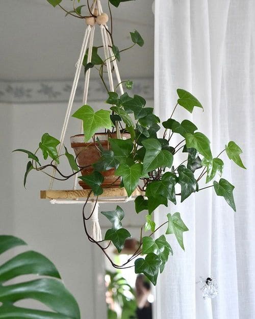 English Ivy