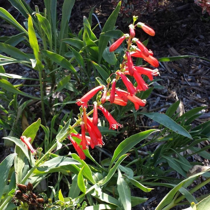 Firecracker Plant