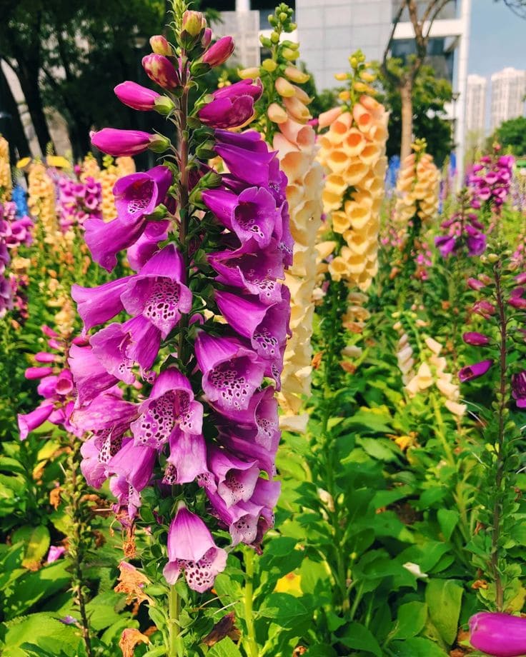 Foxglove