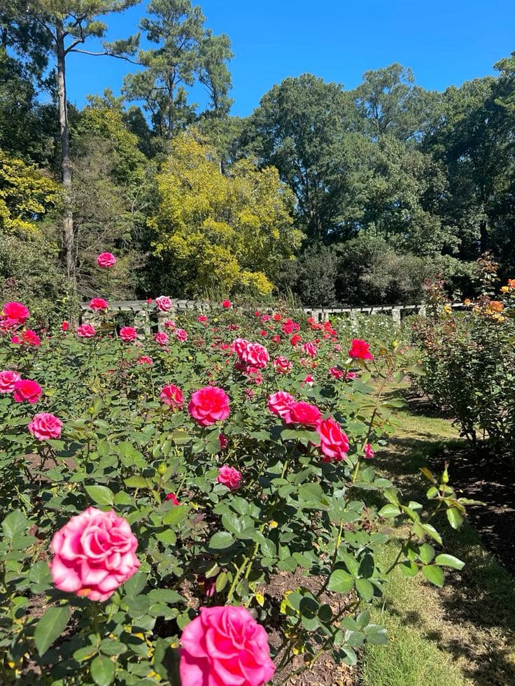 Garlic and Roses