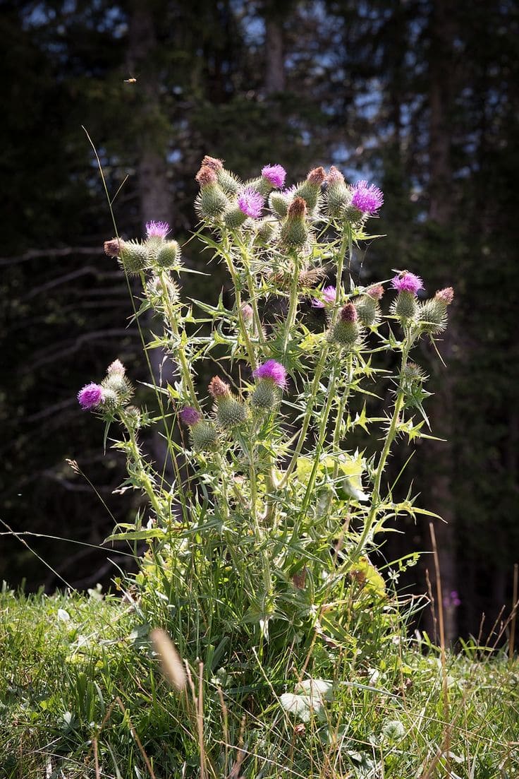Globe Thistle