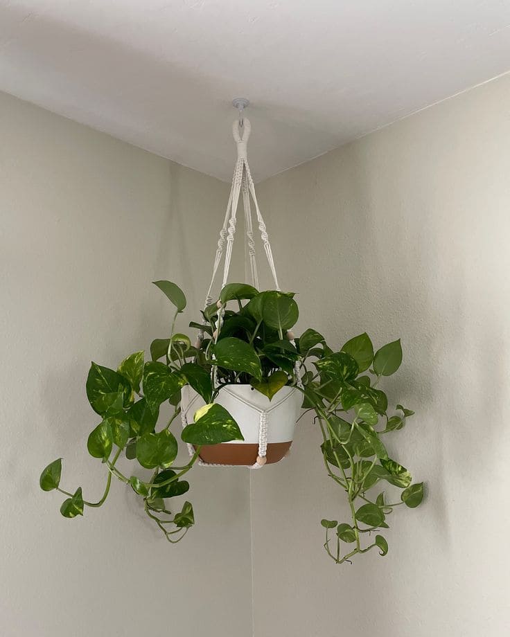 Golden Pothos