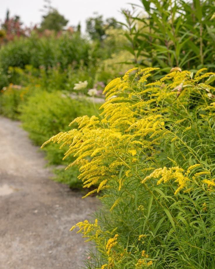 Goldenrod
