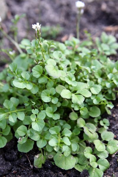 Hairy Bittercress