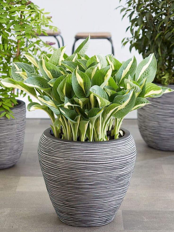 Hostas