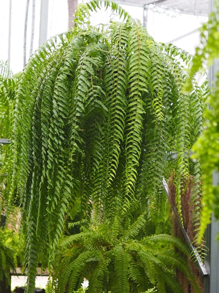 Kangaroo Fern