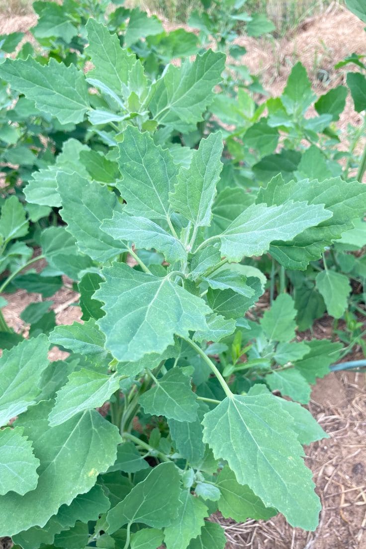 Lambs Quarters