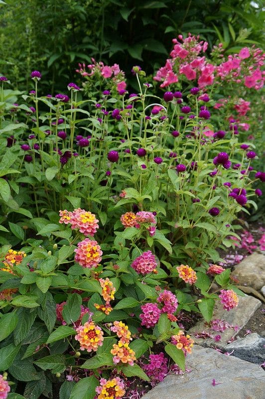 Lantana