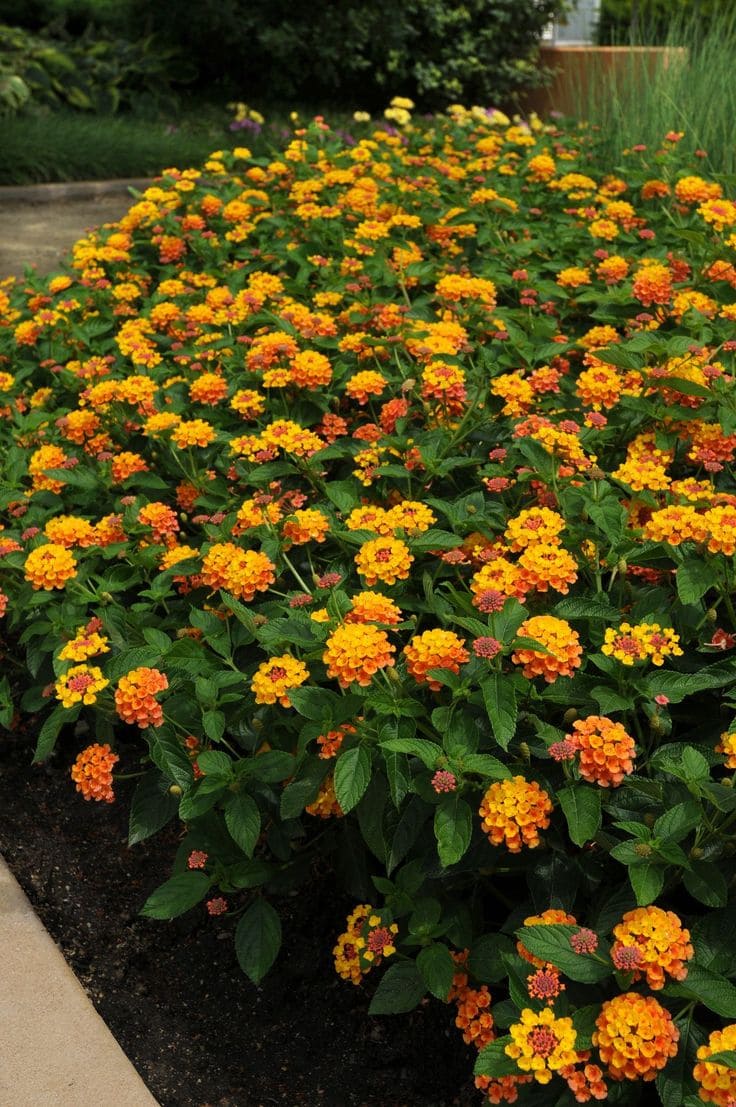 Lantana