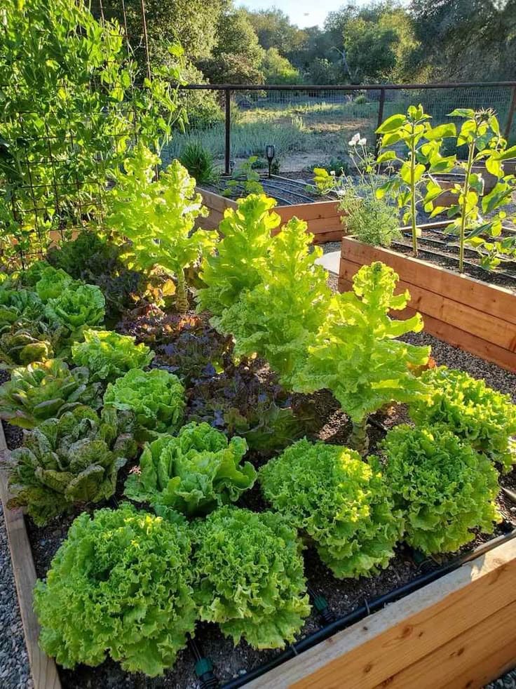 Lettuce and Radishes