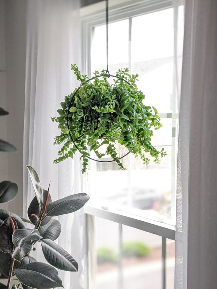 Lipstick Plant