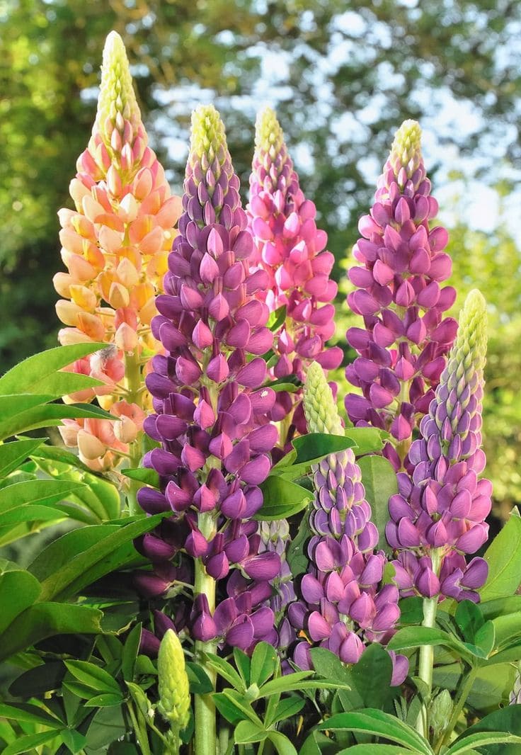 Lupine