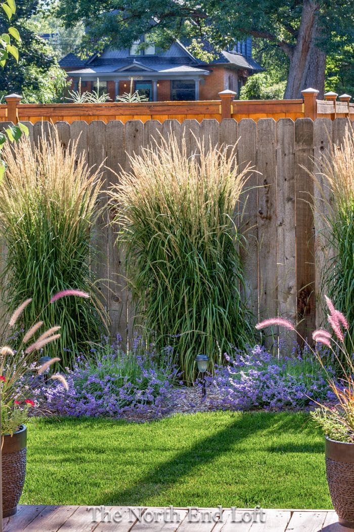 Lush Privacy Fence with Ornamental Grasses