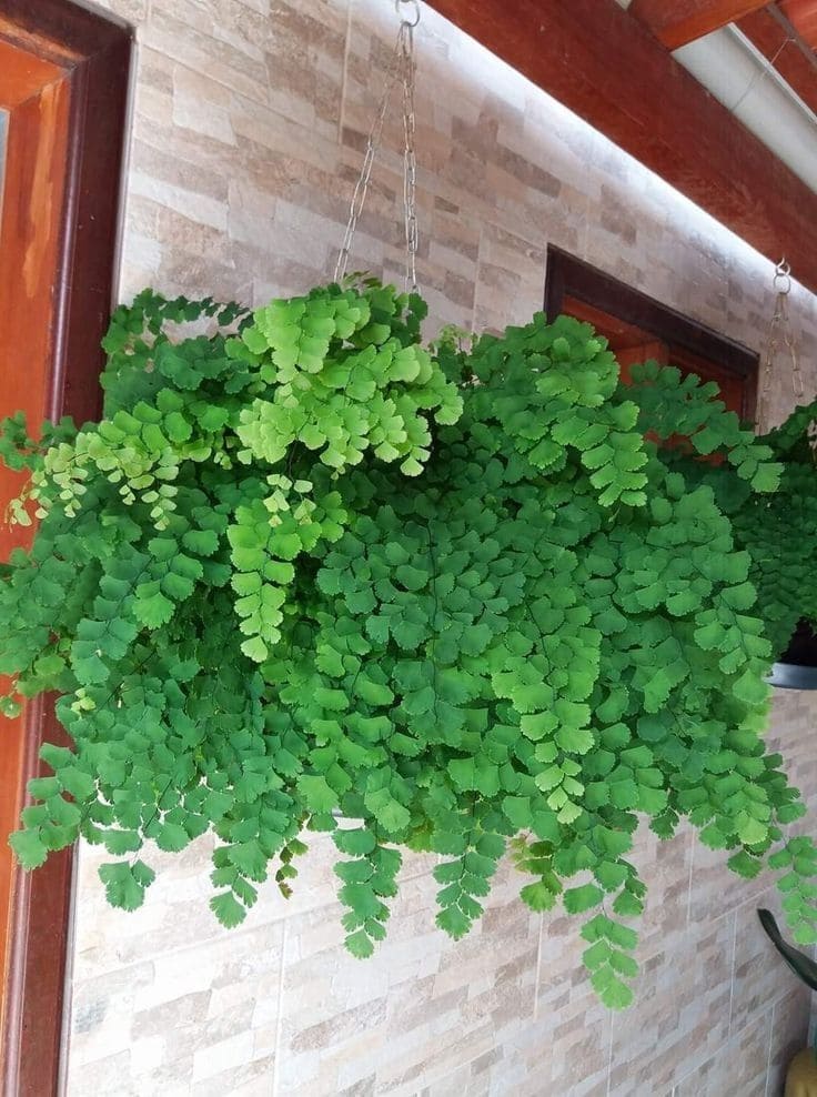 Maidenhair Fern
