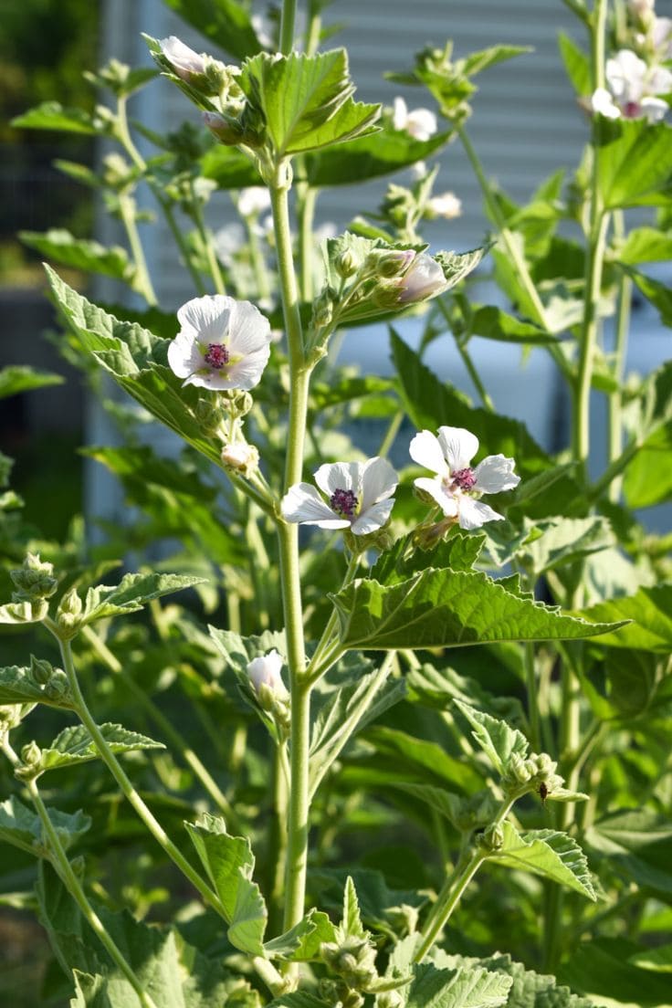 Mallow