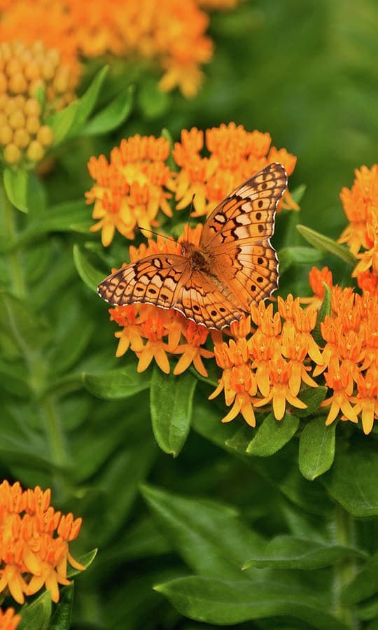 Milkweed