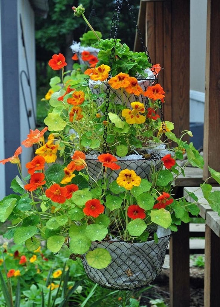 Nasturtium