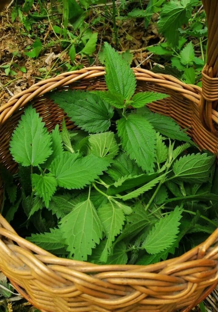 Nettle