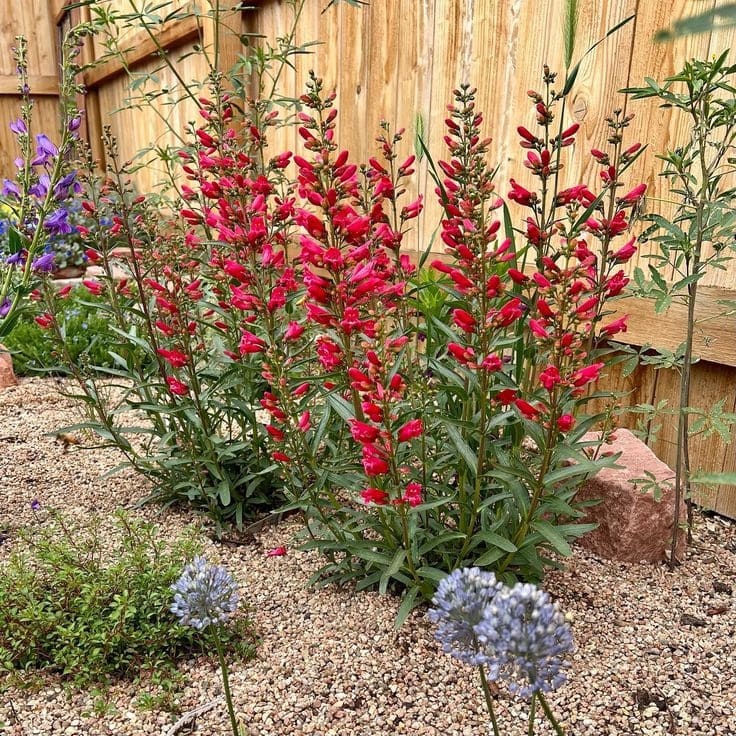 Penstemon