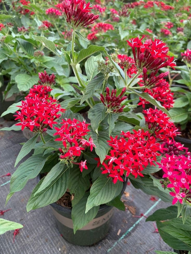 Pentas