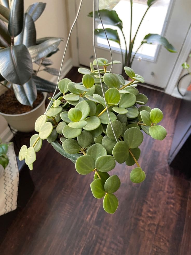 Peperomia Hope