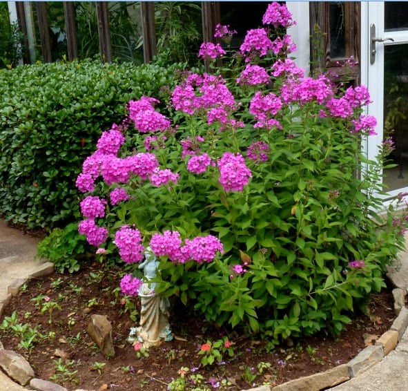 Phlox