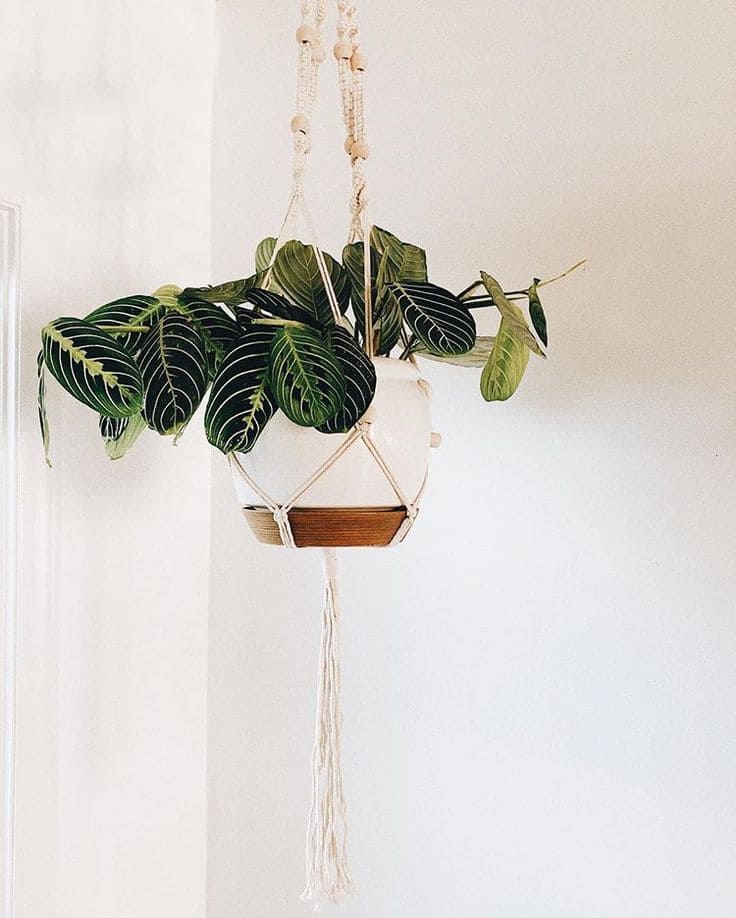 Prayer Plant