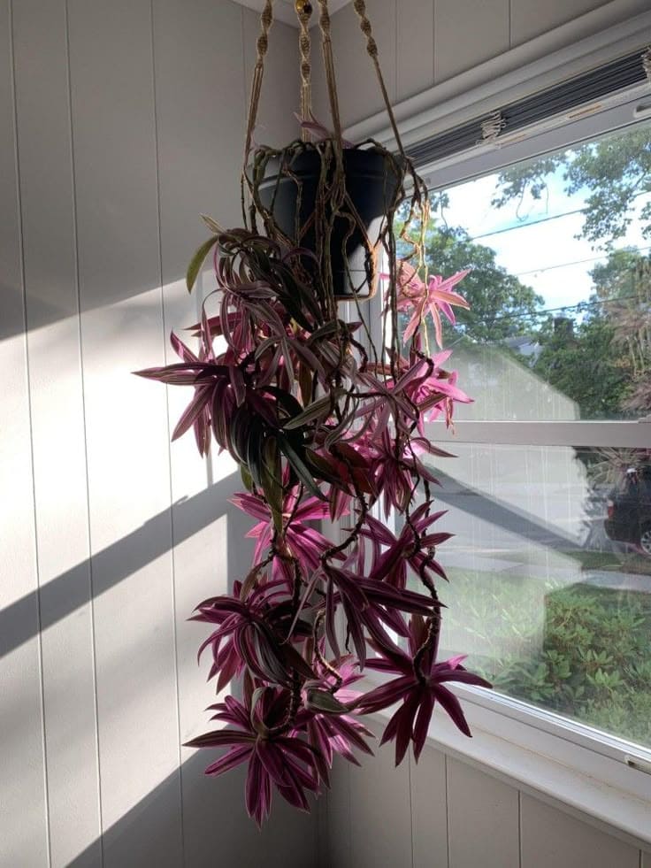 Purple Passion Plant