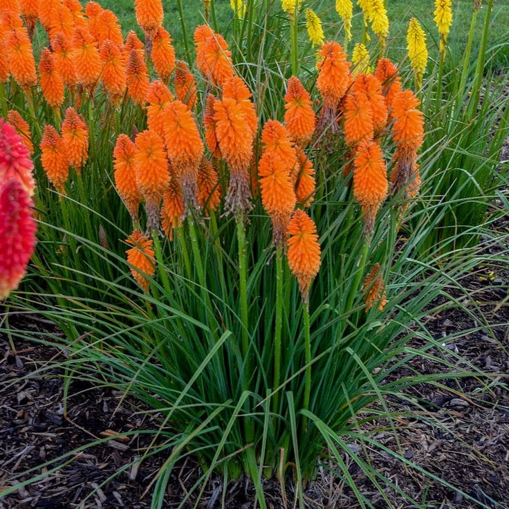 Red Hot Poker