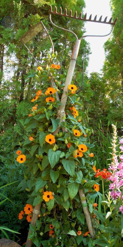 Rustic Garden Tool Trellis for Climbing Blooms