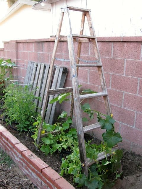 Rustic Ladder Trellis for Climbing Vegetables